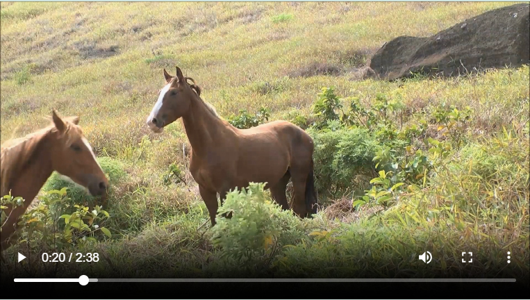 Peaceful Horses